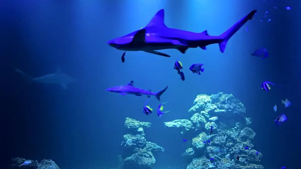 Haga Ocean akvaarium