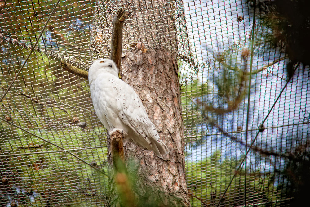 Helsingi Korkeasaari loomaaias näeb karvaseid ja sulelisi aastaringi