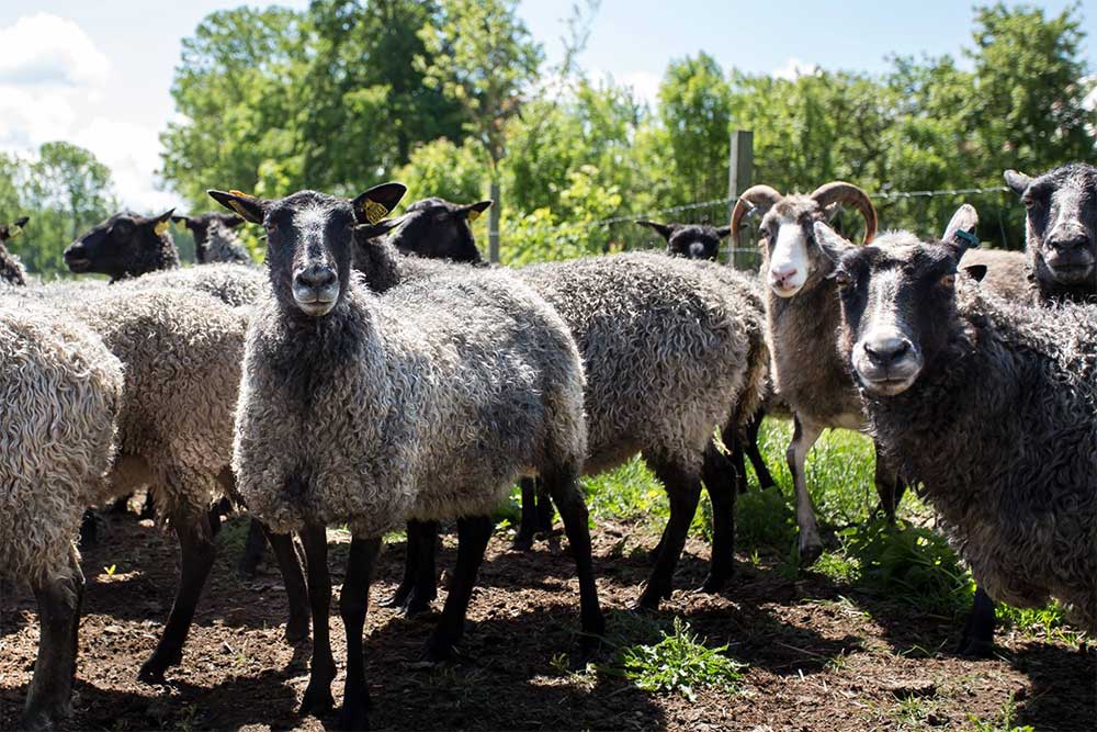 Gotlandi metsades ja põllumaadel karjatatakse lambaid aastaringselt